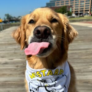 Hot Dog Bandana